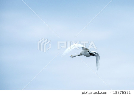 Swans at dawn Swans at dawn 18876551