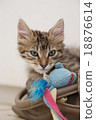 A kitten 18876614