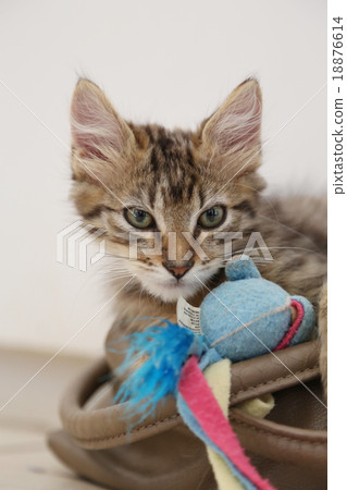 A kitten A kitten 18876614