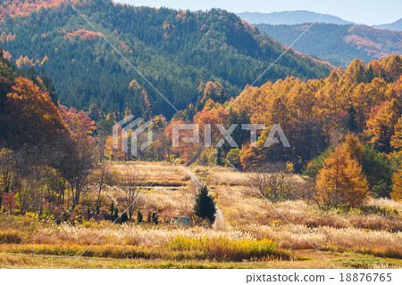 秋天的乡村景观 Susuki的田野和秋叶 国道289号 合志路 图库照片