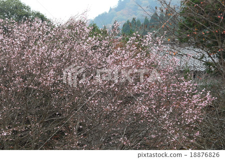 Continuous cherry blossoms along Sanzenjinpisu way Continuous cherry blossoms along Sanzenjinpisu way 18876826