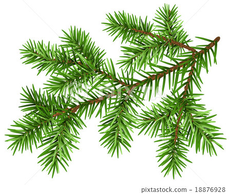 Pine tree branch. Green fluffy pine branch 18876928