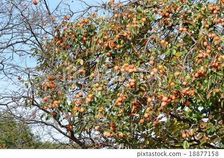 剩餘的柿子沒有收穫 18877158