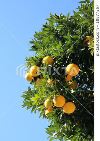 Orange  18877267