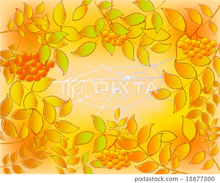 Background of autumn leaves, rowan and web with Background of autumn leaves, rowan and web with 18877800