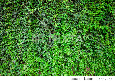 green leaf background 18877978