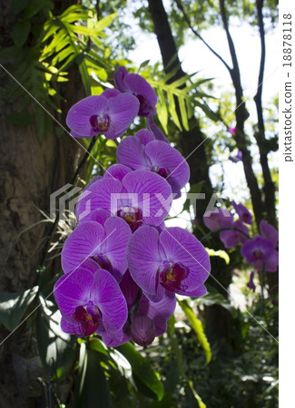 Pink streaked orchid flower Pink streaked orchid flower 18878118
