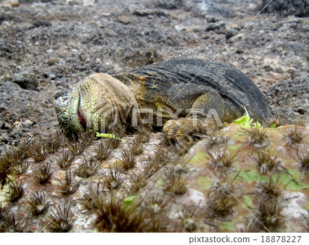 加拉帕戈斯Liquiguana 加拉帕戈斯Liquiguana 18878227