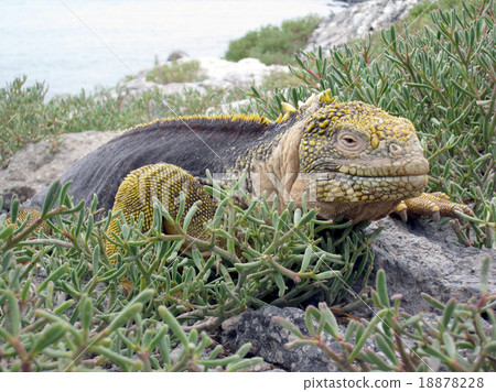 加拉帕戈斯Liquiguana 加拉帕戈斯Liquiguana 18878228