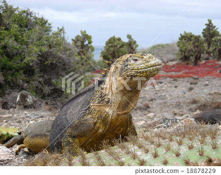 加拉帕戈斯Liquiguana 加拉帕戈斯Liquiguana 18878229