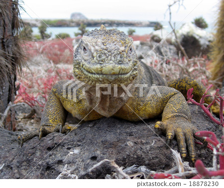 加拉帕戈斯Liquiguana 加拉帕戈斯Liquiguana 18878230