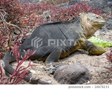 Galapagos Liquiguana 18878231