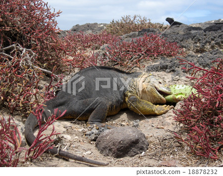 加拉帕戈斯Liquiguana 加拉帕戈斯Liquiguana 18878232