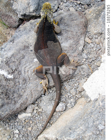 Galapagos Liquiguana Galapagos Liquiguana 18878265