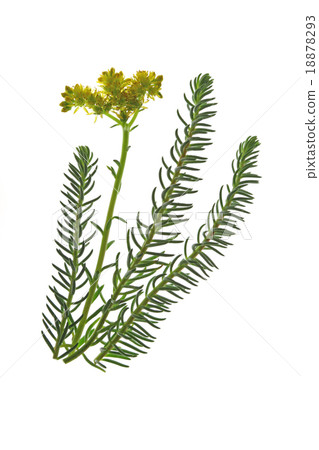 Reflexed stonecrop (Sedum reflexum) Reflexed stonecrop (Sedum reflexum) 18878293