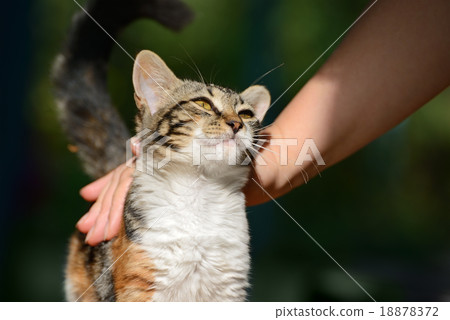 man stroking a small kitten man stroking a small kitten 18878372
