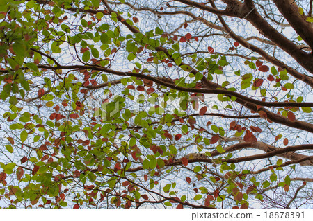 Tree shimmering coloring himeishara 18878391