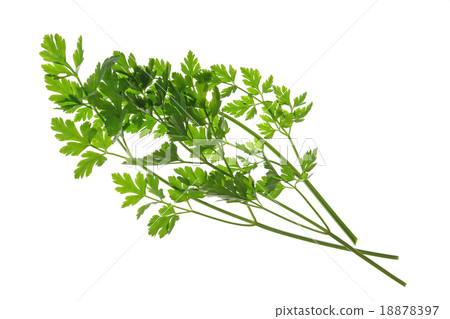 Parsley (Petroselinum crispum) Parsley (Petroselinum crispum) 18878397