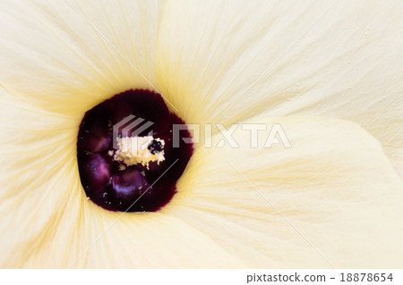 Close up of a bright yellow flower background Close up of a bright yellow flower background 18878654