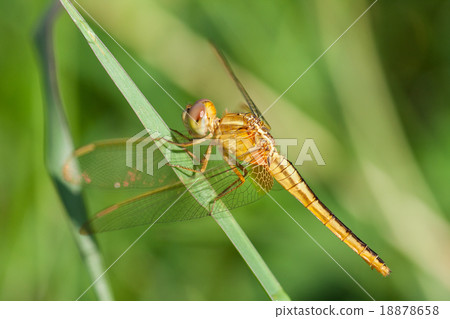 A skimmer dragonfly (Sympetrum sp.) 18878658