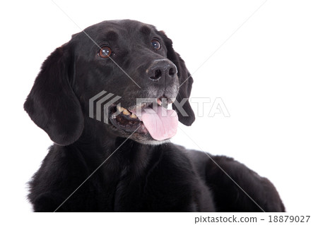 labrador with tonque labrador with tonque 18879027