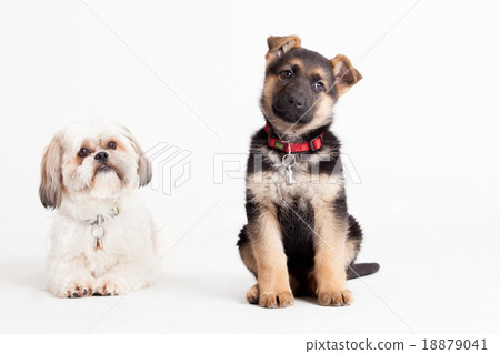 shi tzu with a sheppard 18879041