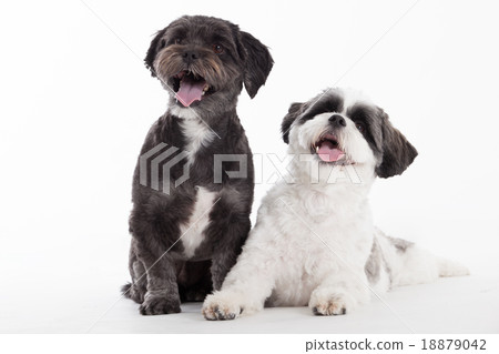 2 shi tzu dogs on white 18879042