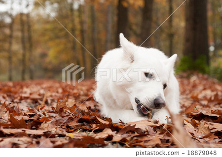 White sheppard in the forest chewing on his stick White sheppard in the forest chewing on his stick 18879048