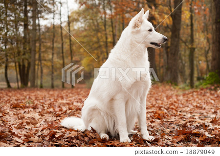 White sheppard in the forest is sitting 18879049