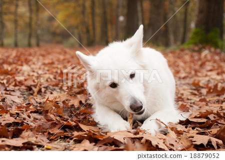 White sheppard in the forest lays down 18879052