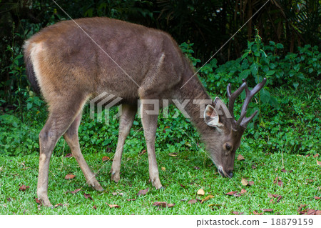 dear in wild dear in wild 18879159