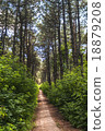 forest trail 18879208