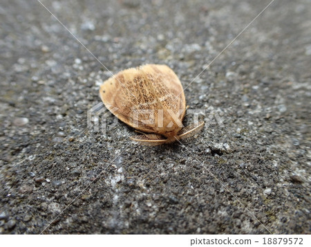 Chadduka Chadduka 18879572