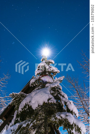 Christmas tree  18879802