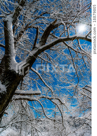 Moonlight Forest Moonlight Forest 18879805