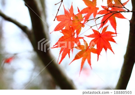 Hatoriji河秋葉2015112713 Hatoriji河秋葉2015112713 18880503