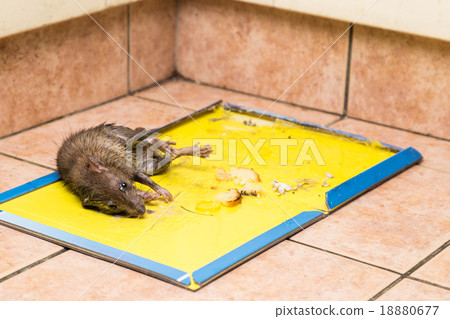 Rat captured on disposable glue trap board 18880677