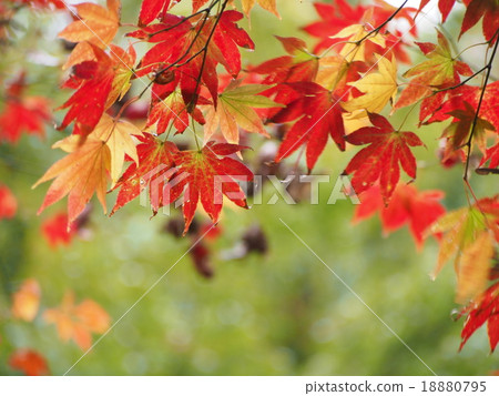 Maple in the forest Maple in the forest 18880795