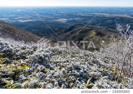 松樹枯萎和霧冰 18880860