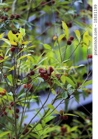 Plants bamboomomo Plants bamboomomo 18881199