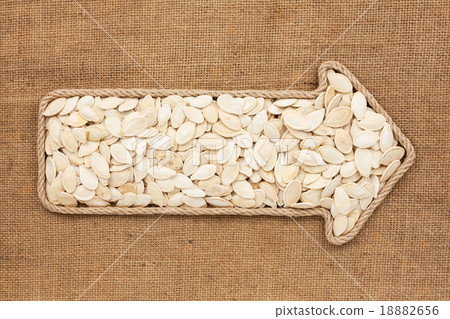 Pointer made from rope with pumpkin seeds Pointer made from rope with pumpkin seeds 18882656
