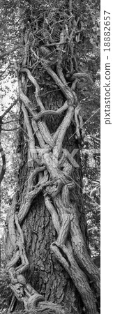 Vertical panorama tree trunk entwined with ivy Vertical panorama tree trunk entwined with ivy 18882657