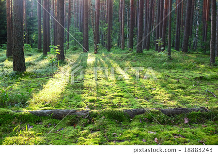 Sunrise in pine forest 18883243