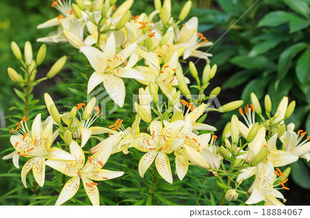 Yellow tiger lilies Yellow tiger lilies 18884067