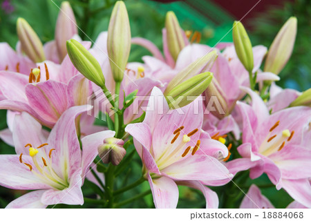 Pink lilies outdoors 18884068