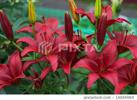 Dark red lilies outdoors Dark red lilies outdoors 18884069
