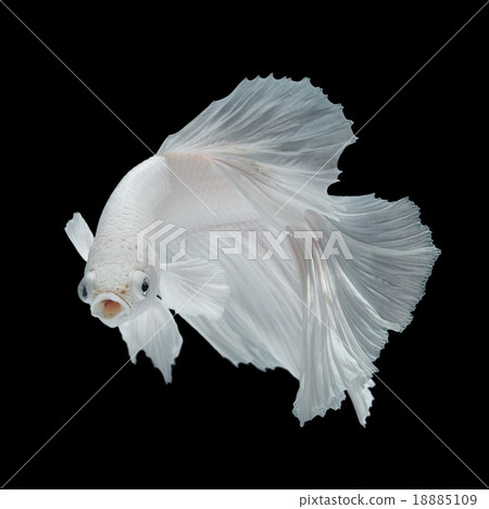 Betta fish Betta fish 18885109