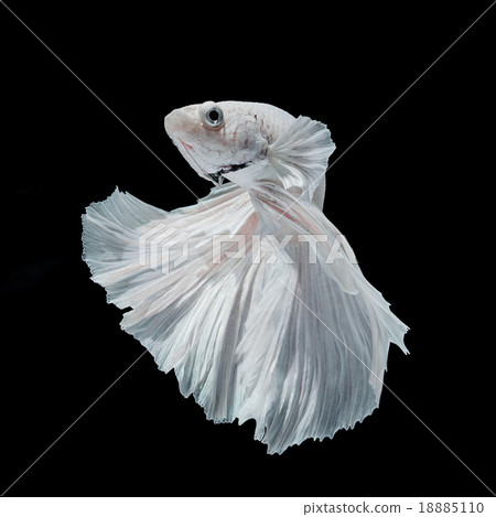 Betta fish Betta fish 18885110
