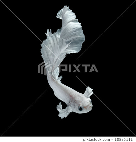 Betta fish Betta fish 18885111
