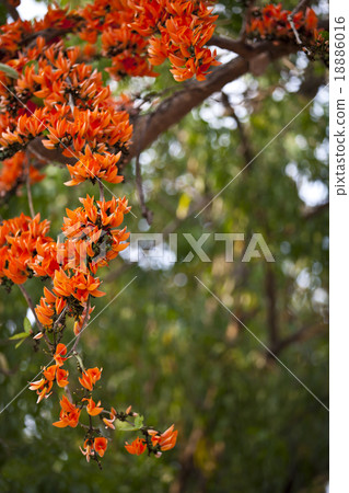 Orange flower postcard, Bastard Teak, Bengal Kino 18886016